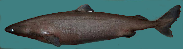 Somniosus rostratus_005